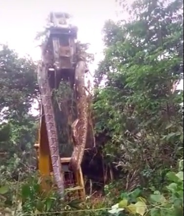 A huge snake is lifted up by a digger in the rainforest in Dominica