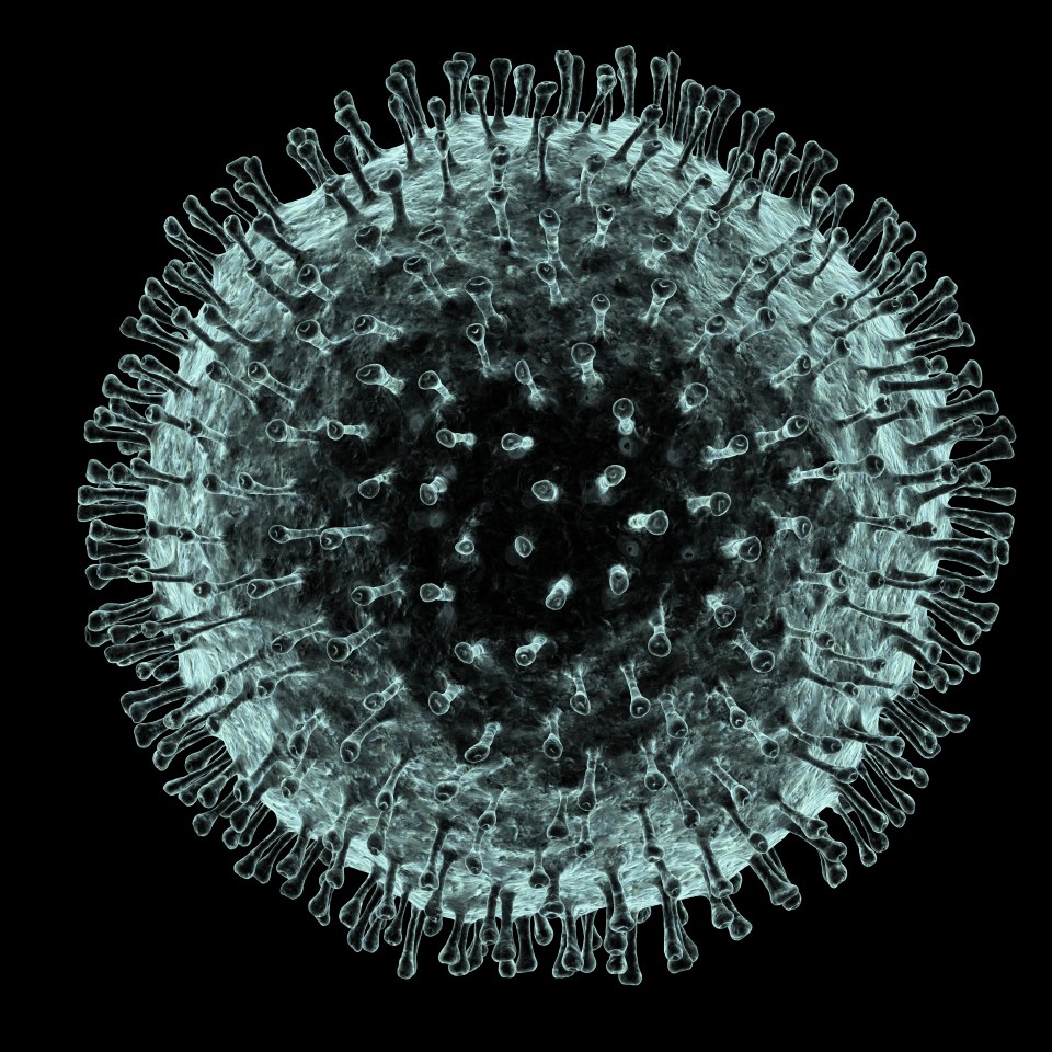 Computer artwork of a human coronavirus particle