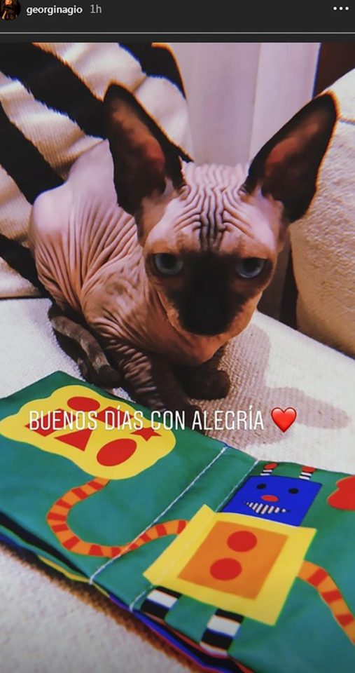 The family pet is a £2,600 Sphynx cat