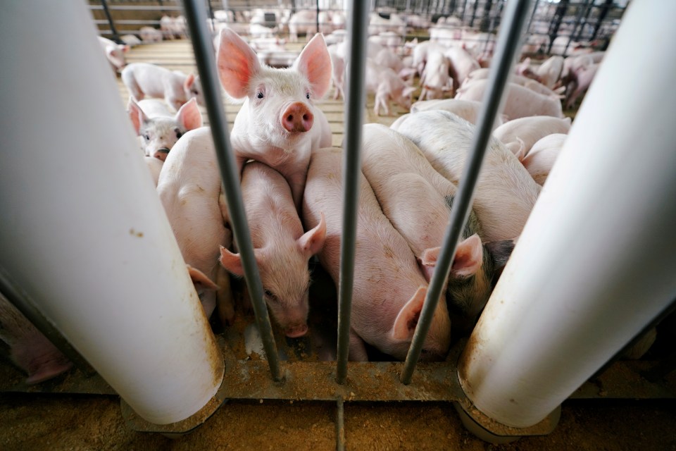 Hundreds of thousands of pigs face being culled