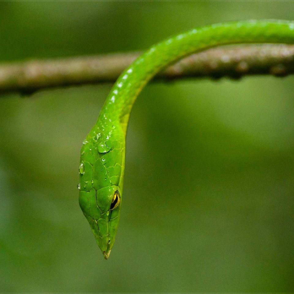 The snake is native to mountains in India