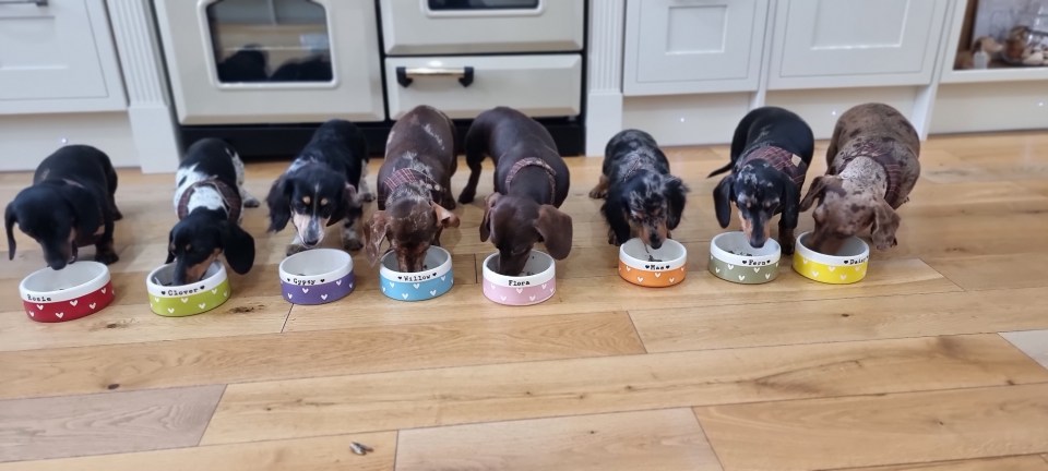 Feeding time for Zoey's eight dogs