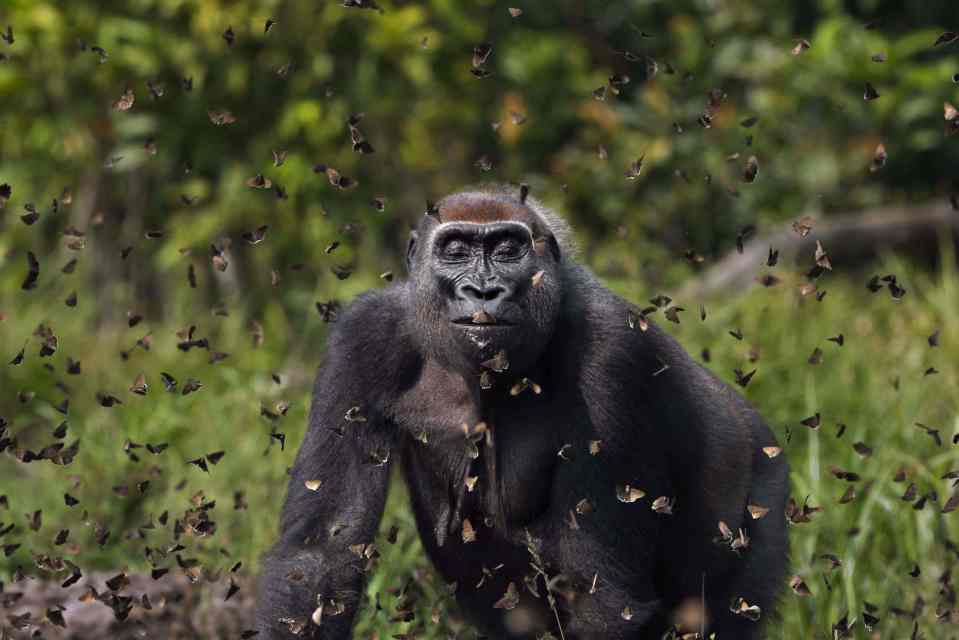 This snap scooped the top prize in Nature Conservancy’s contest