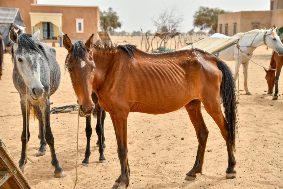 Millions of working animals around the world are set to die in the coming decade due to climate change, experts warn