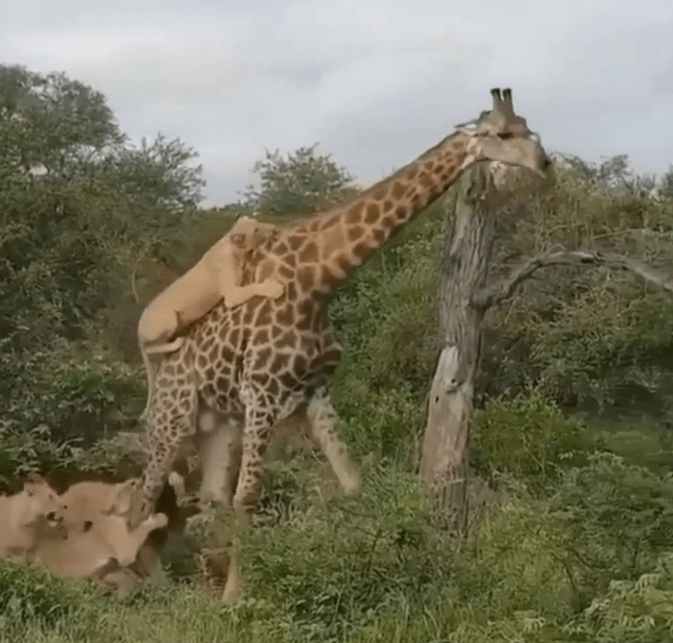 The giraffe appears doomed but manages to keep going