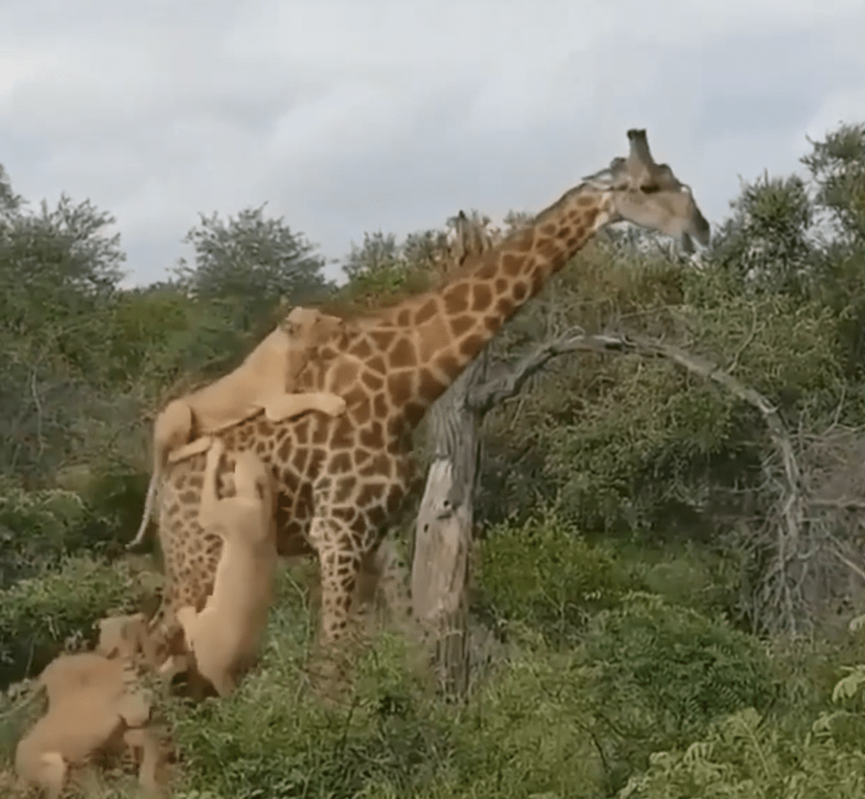 The lions swarming around the giraffe