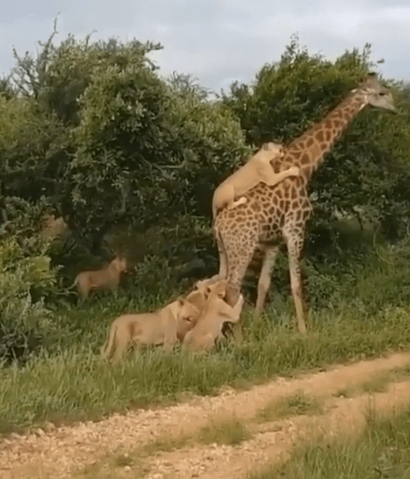 The hungry beasts clinging to the giraffe's legs and back