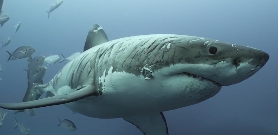 The great white was friendly and swam close to the photographer