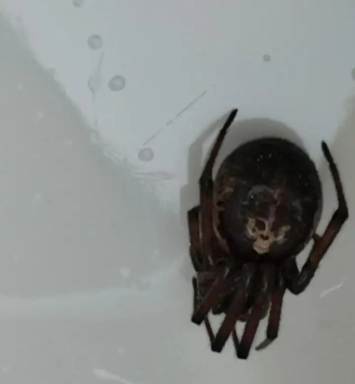 The false widow spider had markings on its back which looked like a 'skull'