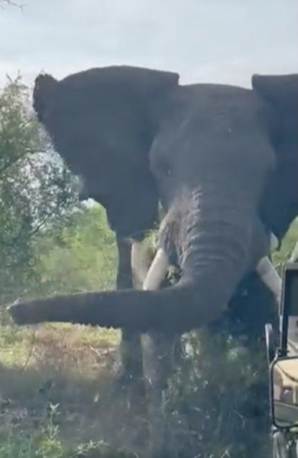 The moment the huge elephant charges the safari vehicles