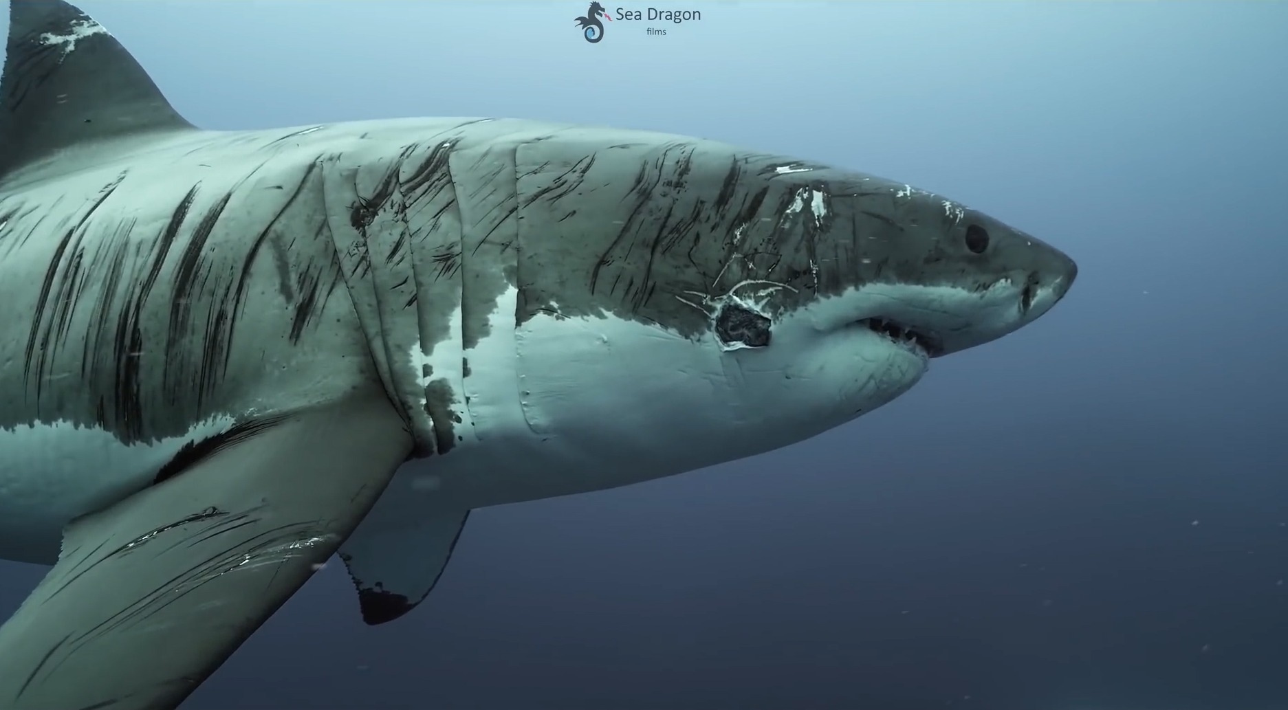 A battered shark was spotted near Neptune Islands