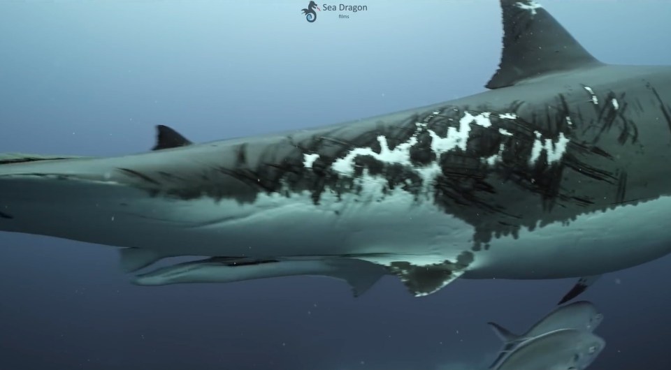 The 11ft shark was spotted near the Neptune Islands