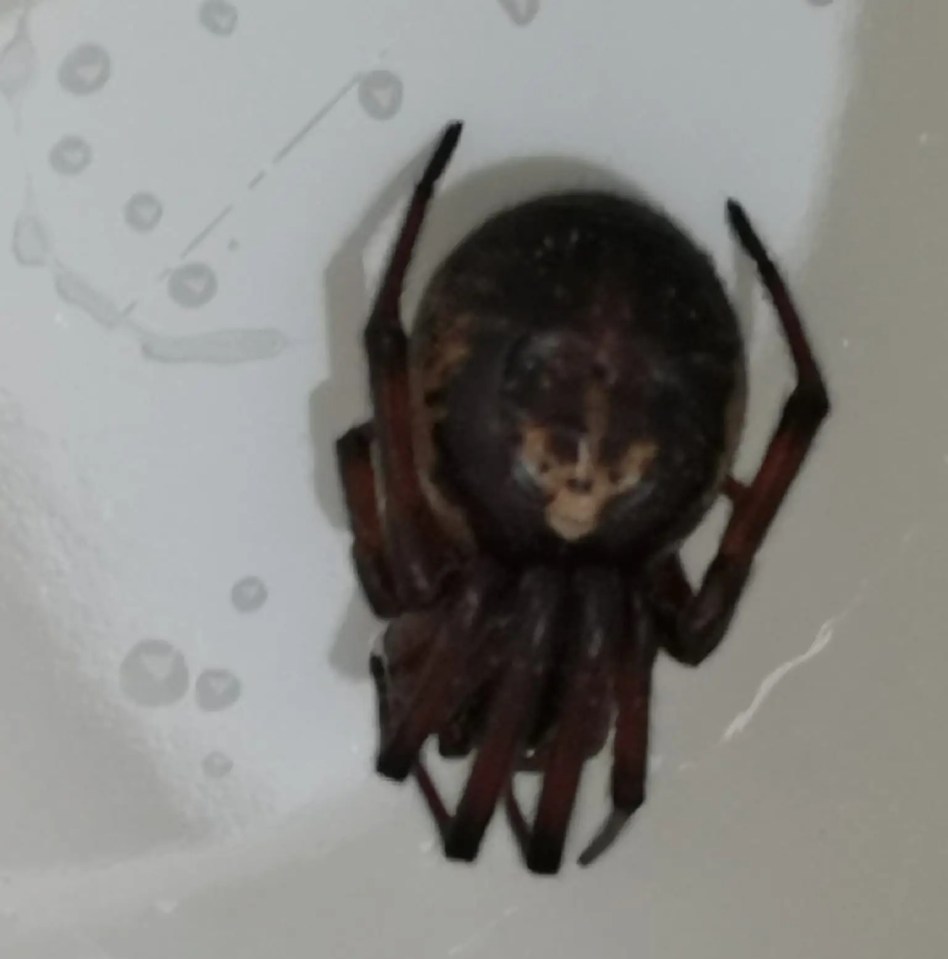 Kelly Fowden's partner was cleaning his teeth when he spotted the false widow spider dangling from a cupboard