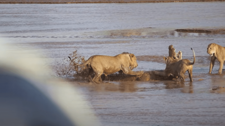 The lions were able to fend off the croc, who was going after their dinner