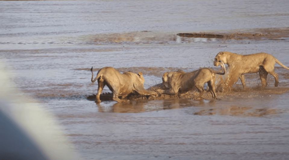 The bloody fight lasted a matter of minutes and resulted in the croc retreating