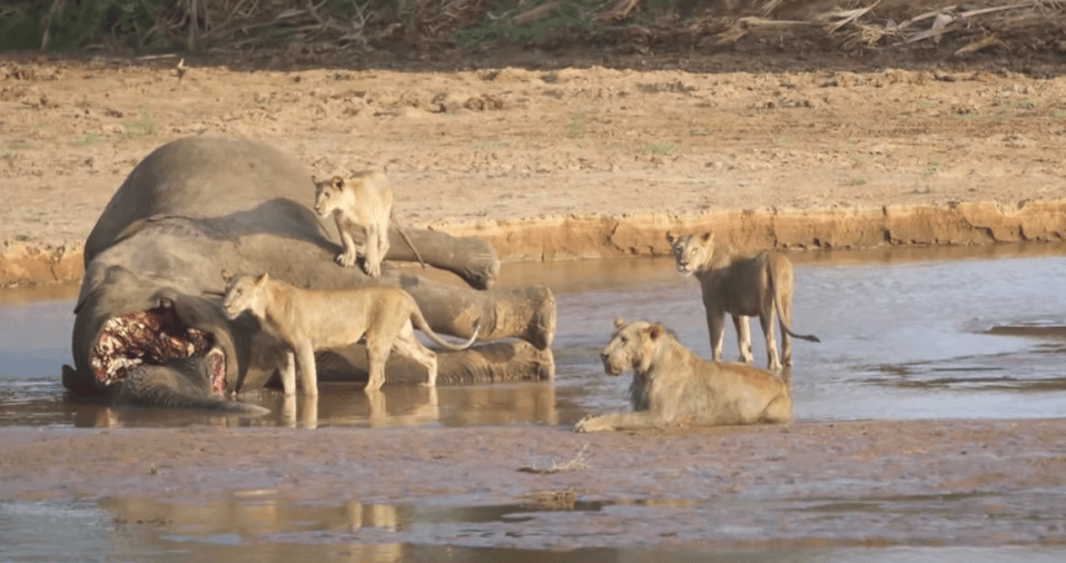 The pride with its new-found dinner, which it was defending from the pesky croc