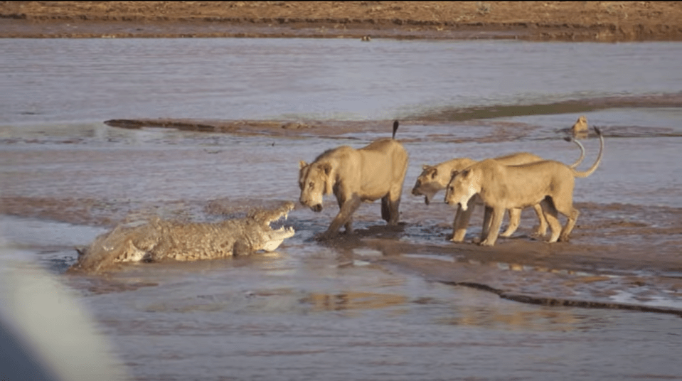 The stand-off took place in Kenya’s Samburu National Reserve