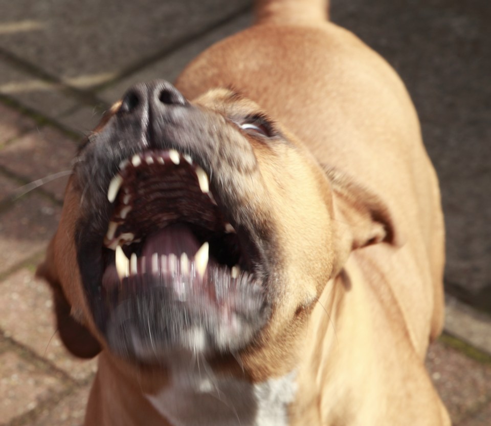 Police confirmed an investigation is ongoing with officers interviewing the dog’s owner (stock image)