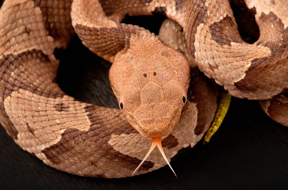 Copperhead snakes are typically found in North America