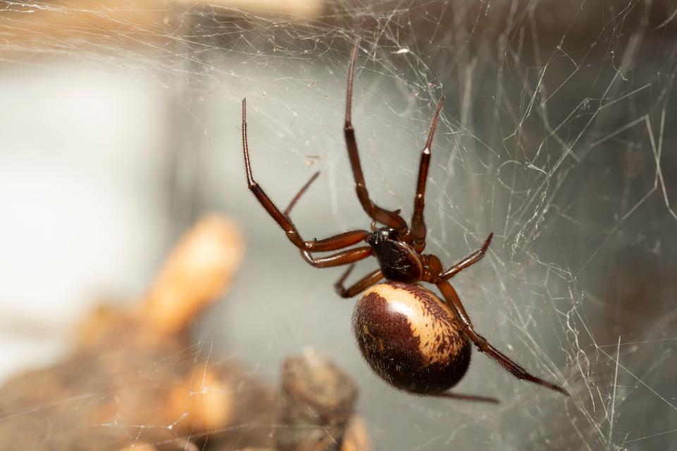 False widows possess a venomous bite which can be very painful and even become infected