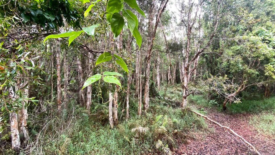 The picture of the trees doesn't immediately reveal the reptile