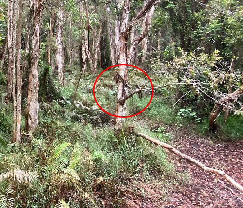 Sunshine Coast Snake Catchers invited their followers to spot the snake