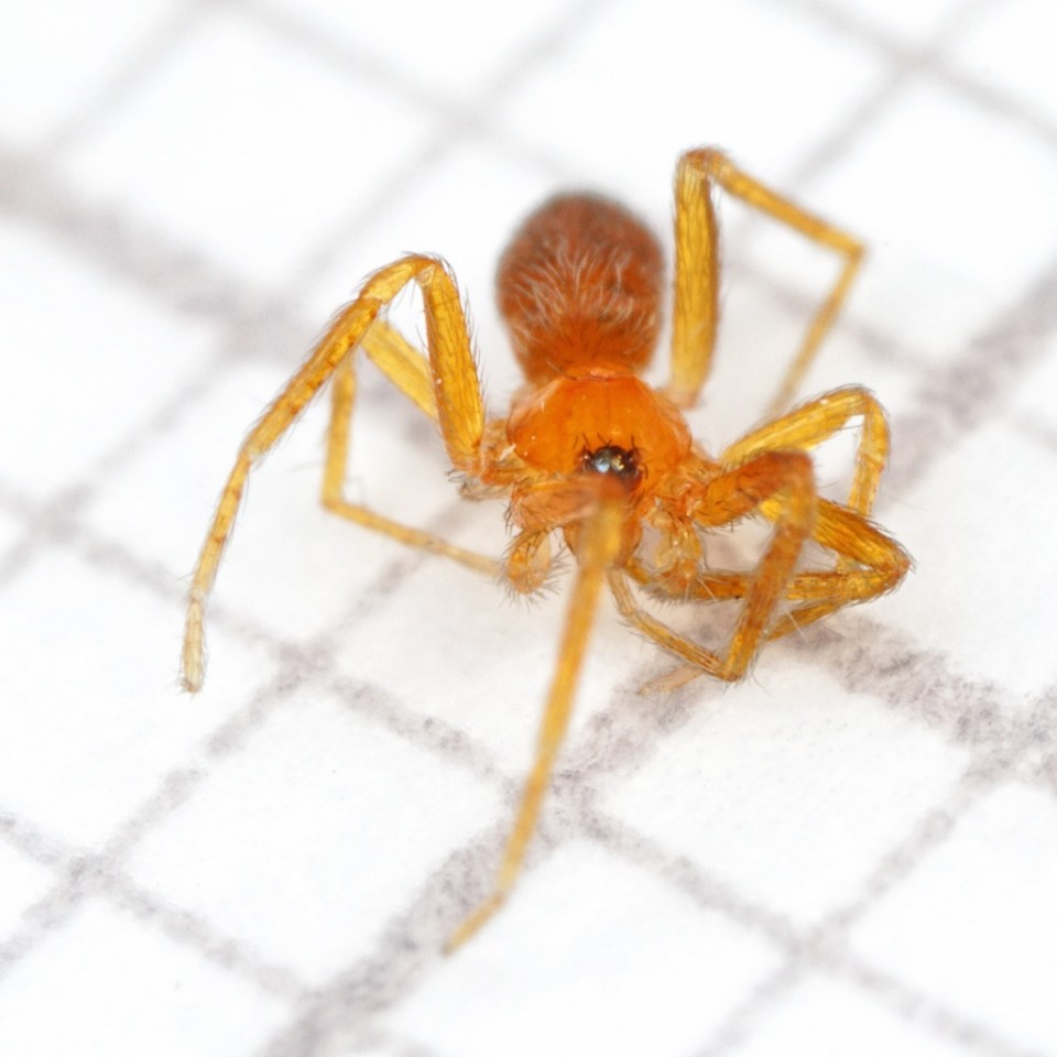 The pink prowler spider is tiny and can be distinguished by it's unique appearance