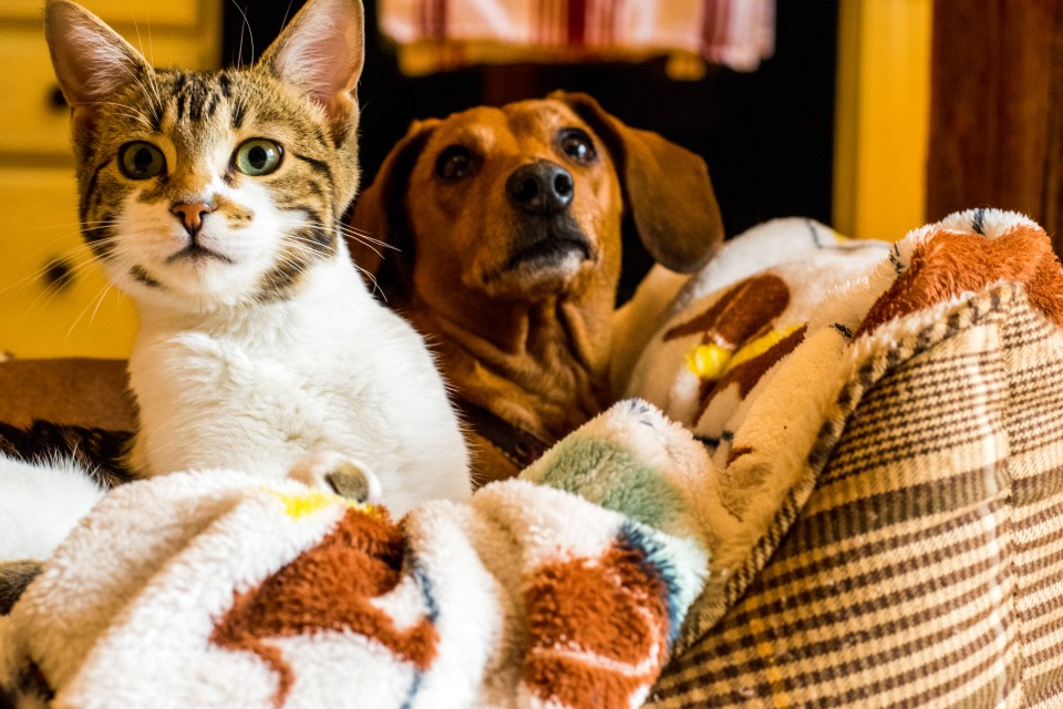 Bonfire Night tips to keep pets calm so November 5 goes with a bang not a whimper