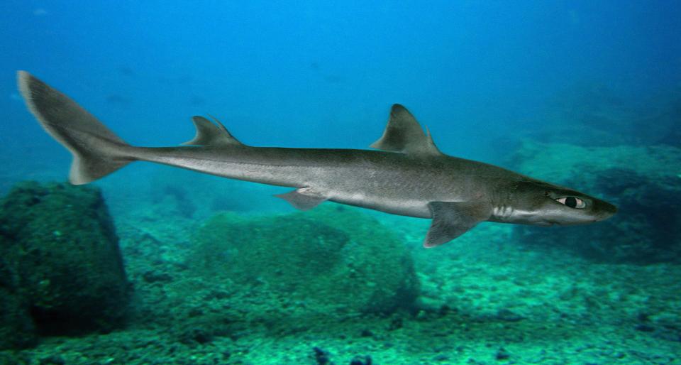 Sharks are living in the Thames — with the river teeming with life 64 years after being declared 'biologically dead'