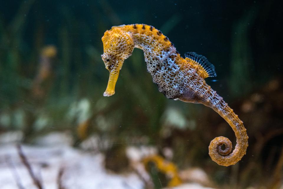 Seahorses, oysters, seals and critically endangered eels have also been found in the river’s first full health check since 1957