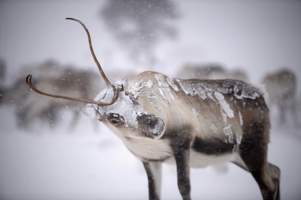 Roughly 150 wild reindeer live in the Cairngorms mountain range