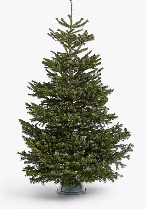 John Lewis has a variety of different types of Christmas tree.