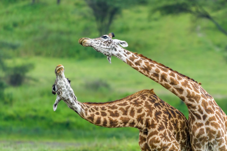 Can't touch this: one giraffe outmanoeuvres the other