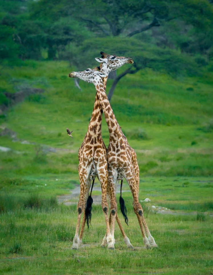 These giraffes may look like lovers necking — but they are locked in deadly combat