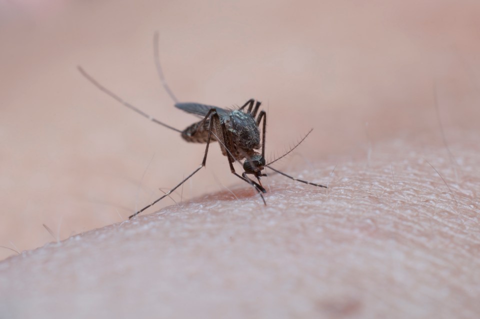 More than 100 malaria vaccines have been developed in recent decades, but the Oxford jab is the first to have such a high success rate