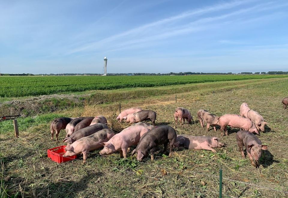 The pigs have been placed between two runways to deter birds nearby