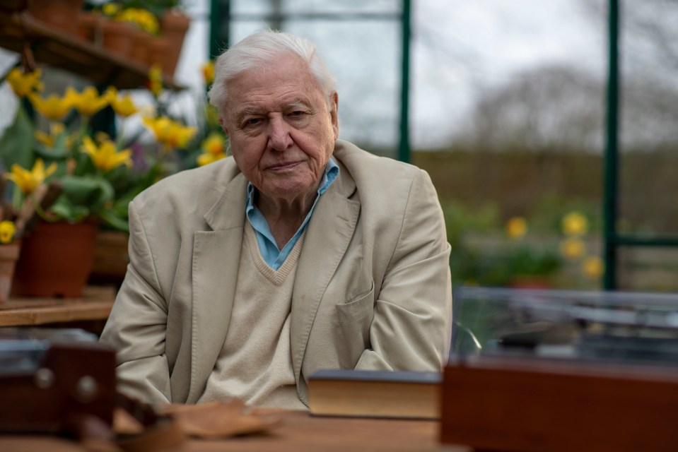 And Sir David Attenborough will front two new films to be aired over Christmas