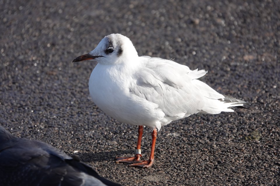 It is thought to be the world’s oldest living black-headed gull, having probably lived three times longer than its mates