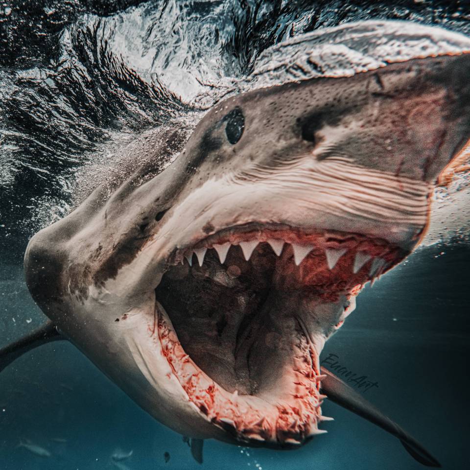 The 1,500-pound beast was seen baring his ferocious teeth at the camera