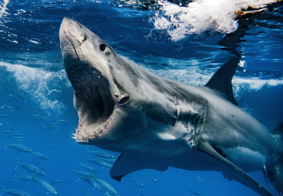 Photographer Euan Rannachan captured the underwater shots from the relative safety of a cage