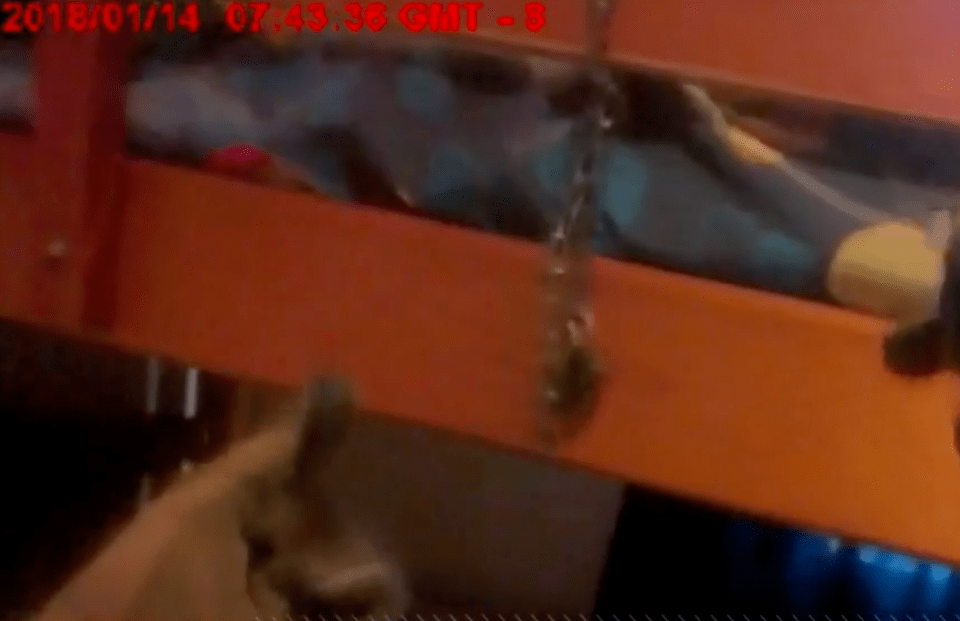 Chains were found on the bunk beds in the home