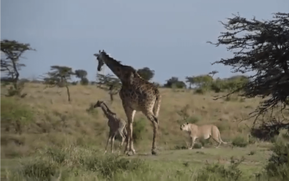 A giraffe and her newborn calf are cornered by a lioness after a four-mile chase