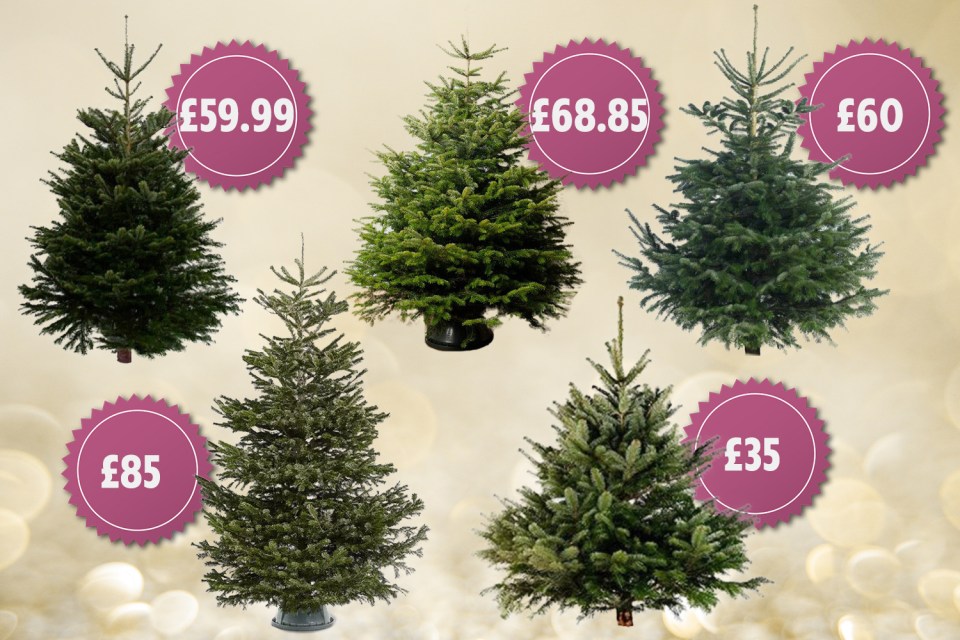 You can buy a real fir tree for as little as £35