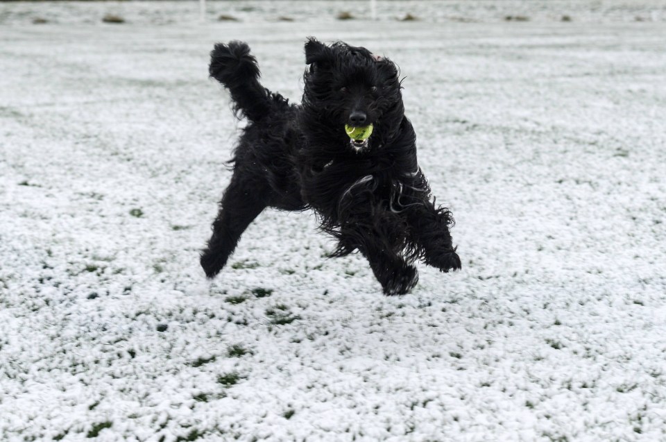 Olive the dog has fun playing in the snow in Lobley Hill, Gateshead