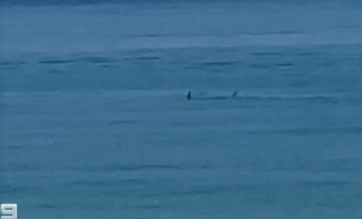 A shark had been spotted in the sea prior to the attack