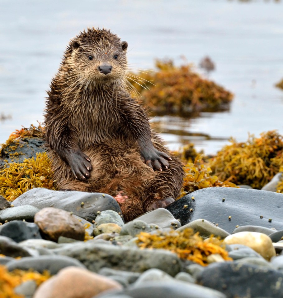 Danny said: 'That’s my nickname in EastEnders. How weird is that? They think I look like an otter'