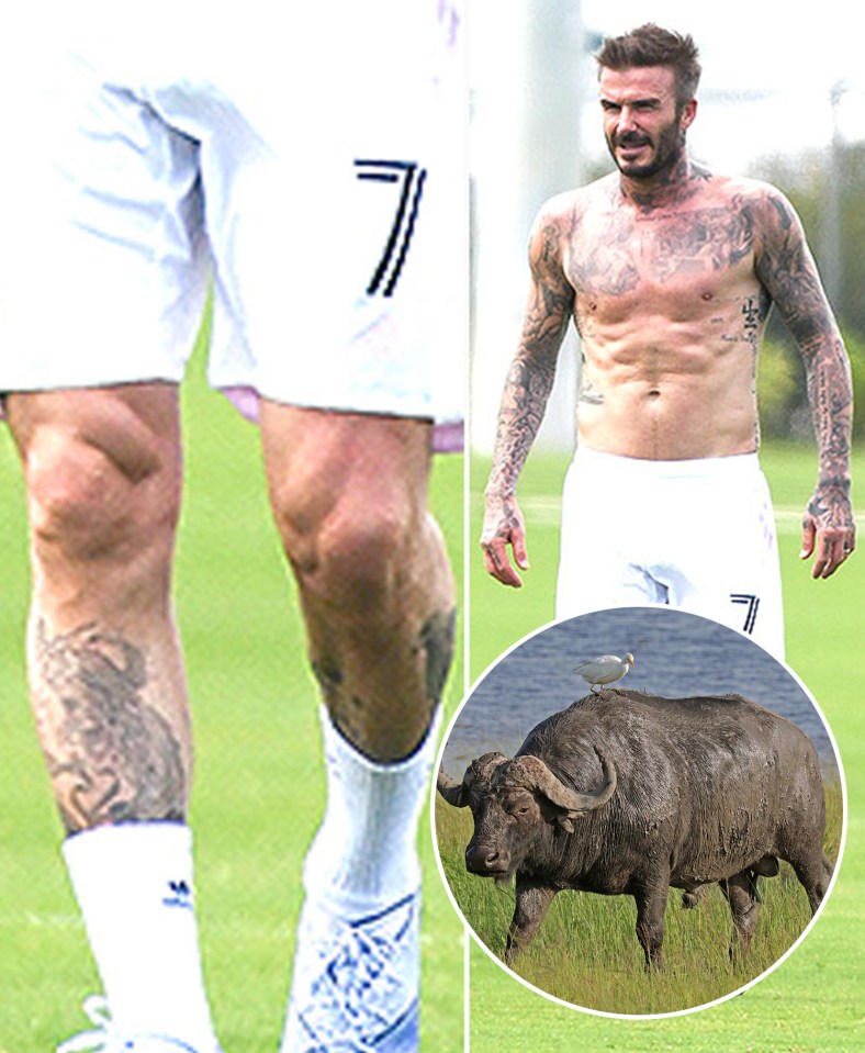 David Beckham and his buff-alo knee