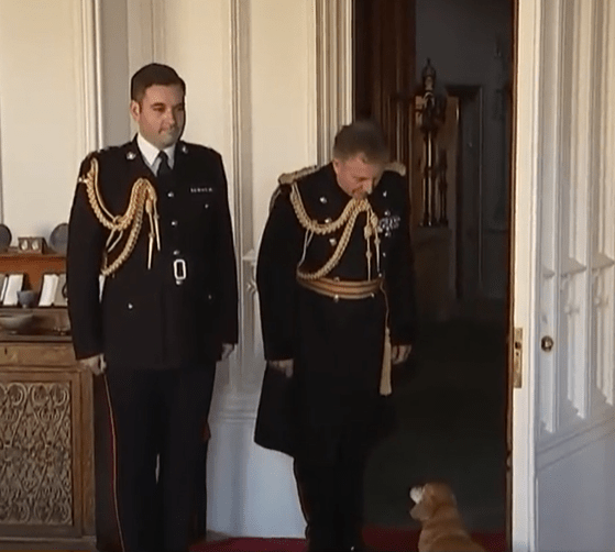 The dorgi greeted the Queen's visitor