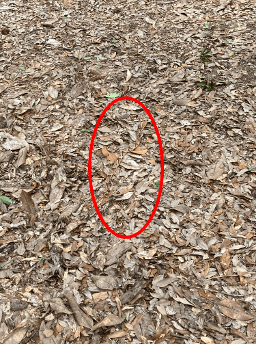 The snake is located in the centre of the photograph