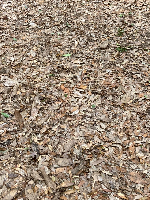 Can you spot the copperhead snake?